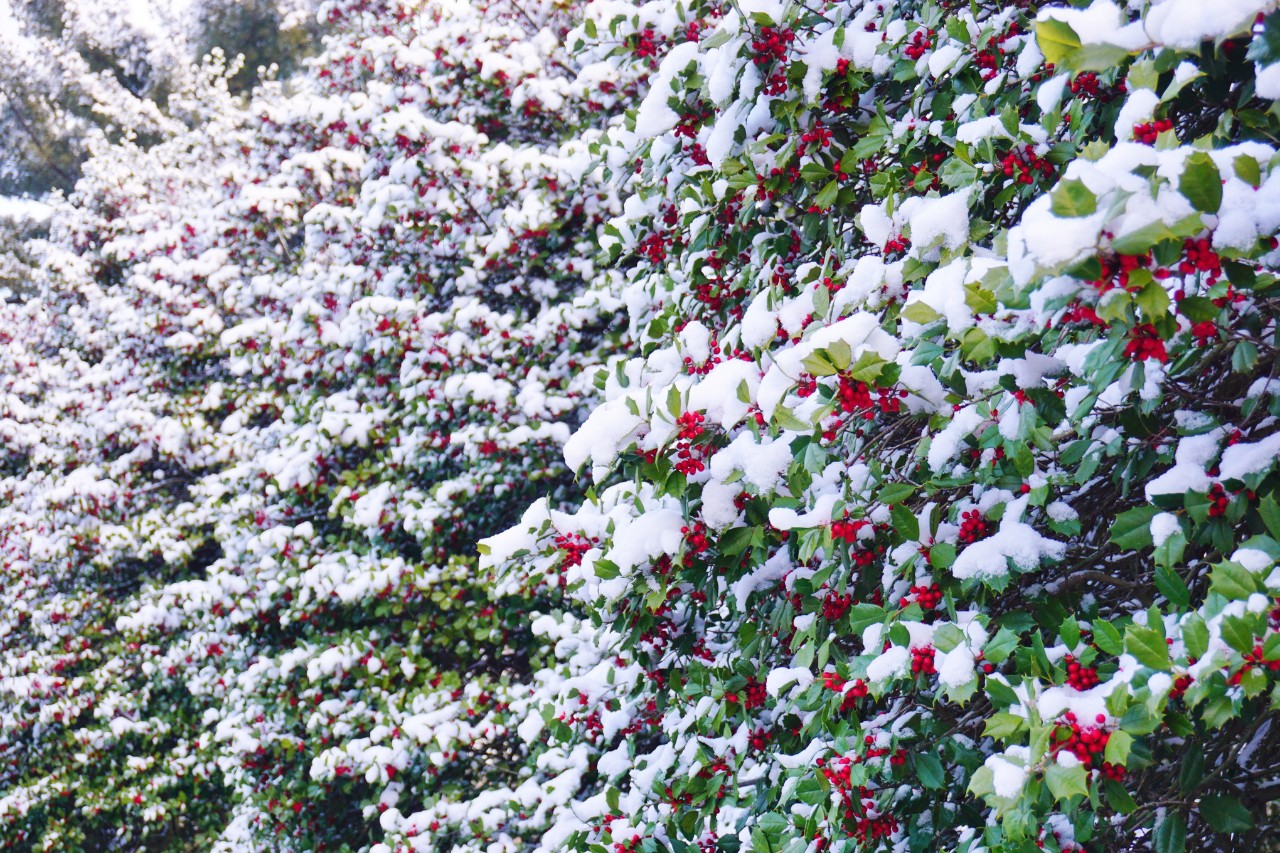 Houx aux fruits rouges sous un manteau de neige