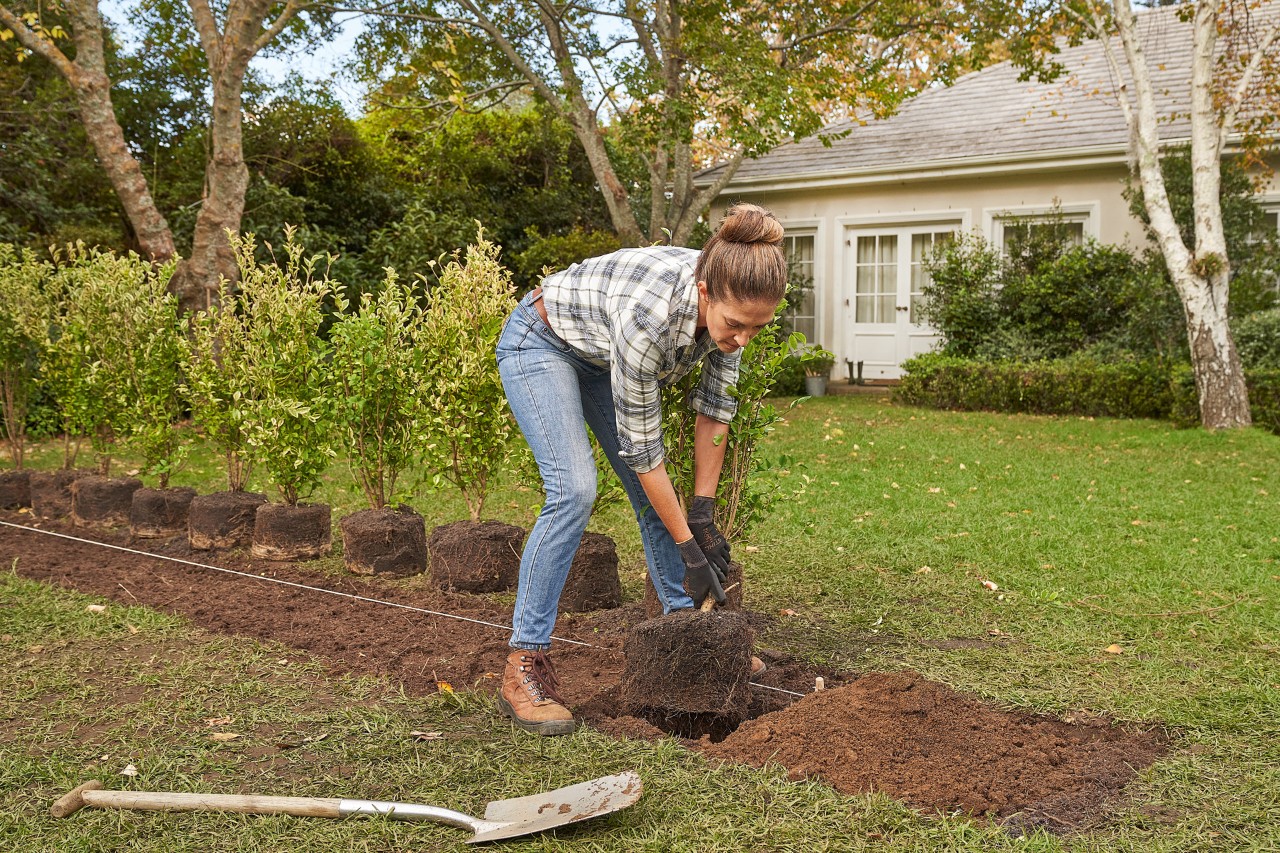 Une femme place des plants de haies dans une tranchée de plantation le long d’un repère.