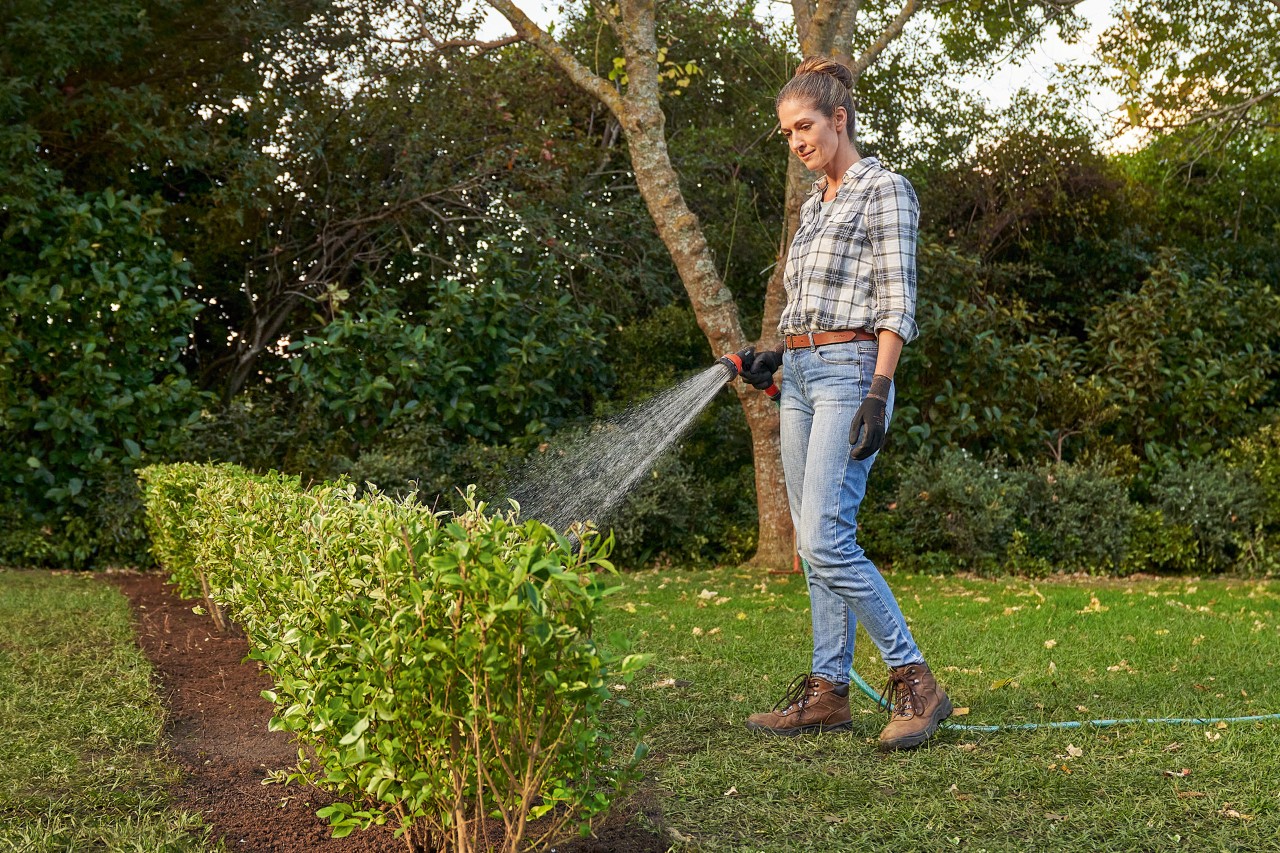 Une femme utilise un tuyau d’arrosage pour arroser une haie de jardin fraîchement plantée.
