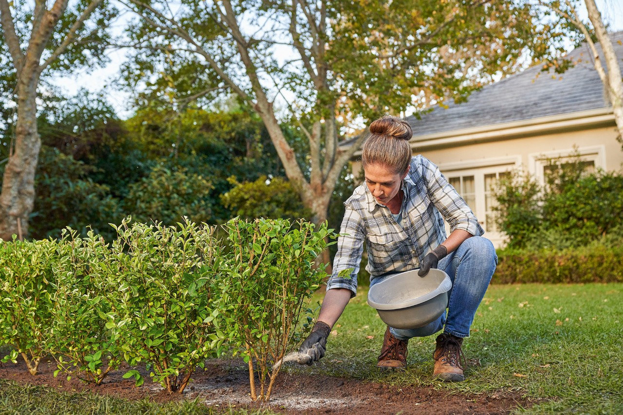 Une femme fertilise une haie nouvellement plantée dans le jardin 