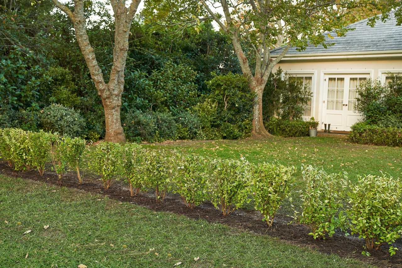 Une haie verte soignée entoure un jardin 