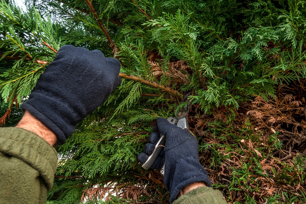 Gros plan sur une personne portant des gants de protection noirs et utilisant un sécateur pour tailler des pousses sur une haie de cyprès