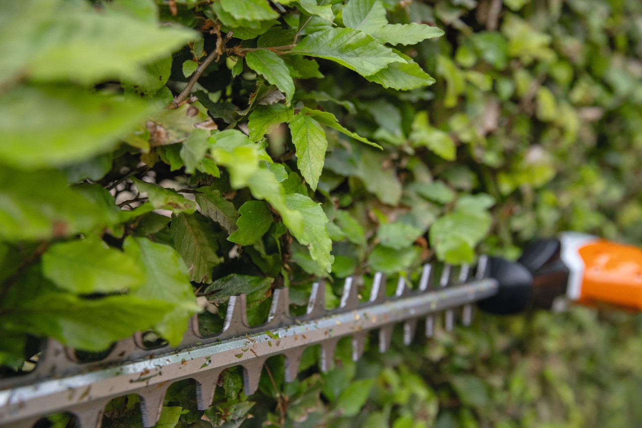 Gros plan sur un taille-haie à batterie STIHL HLA 66