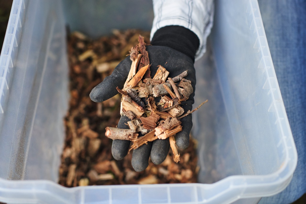 Gros plan sur une main gantée qui tient des branches de thuya broyées au-dessus d’une boîte en plastique 