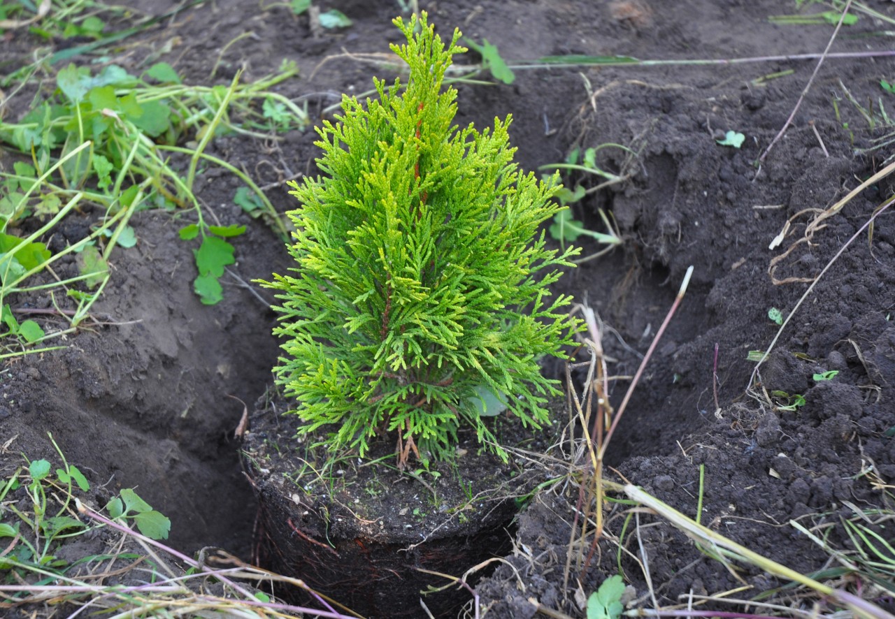 Petit thuya Brabant après la plantation