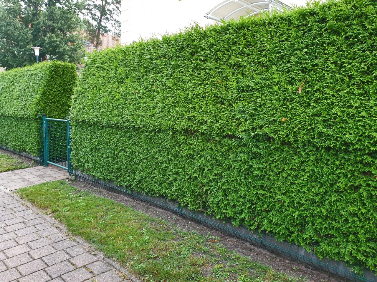 Une haie de thuyas dense, taillée en trapèze, encadre une porte de jardin