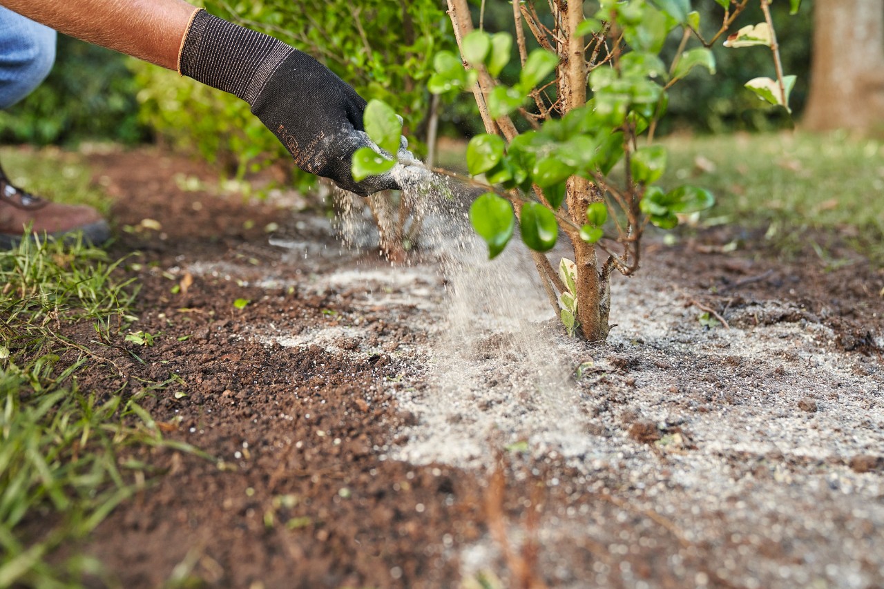 Une personne portant des gants de protection fertilise une plante