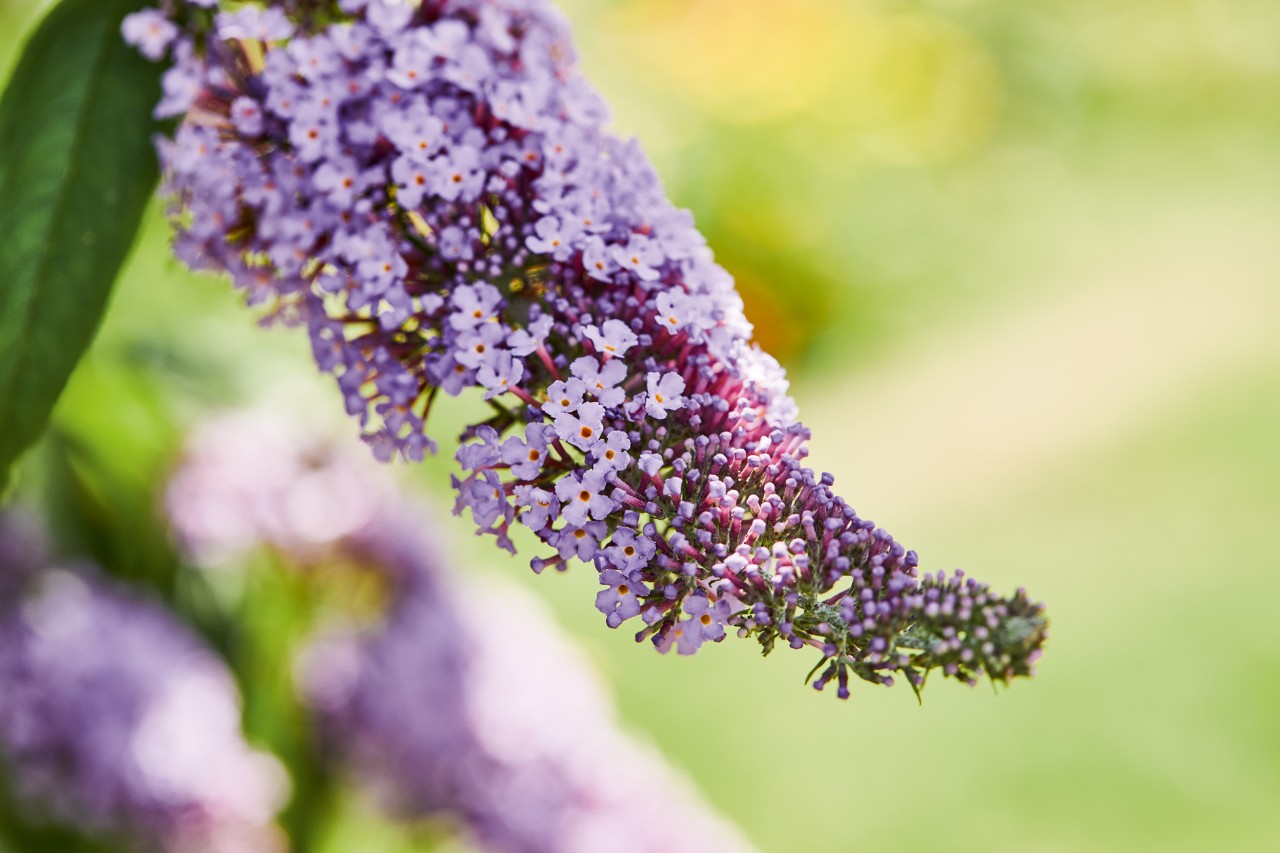 Gros plan sur des fleurs de lilas mauves, un exemple de haie favorable aux abeilles