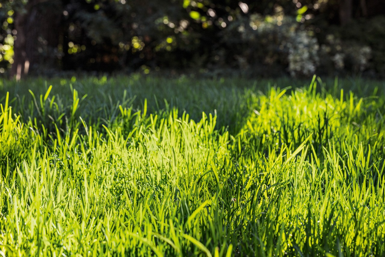 Gros plan sur une pelouse verte bien entretenue sous le soleil d’été
