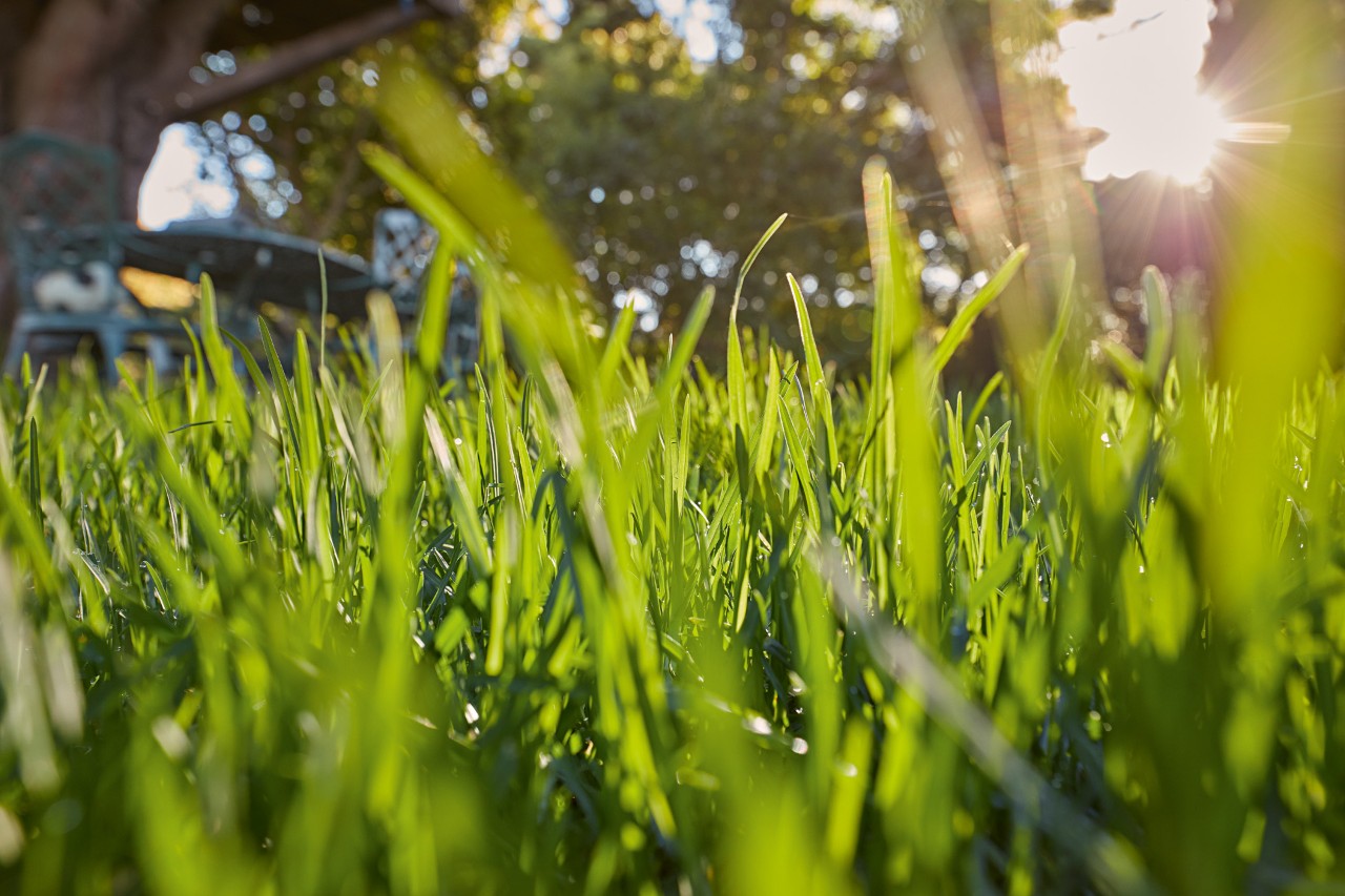 Gros plan sur des brins d’herbe verte au soleil.