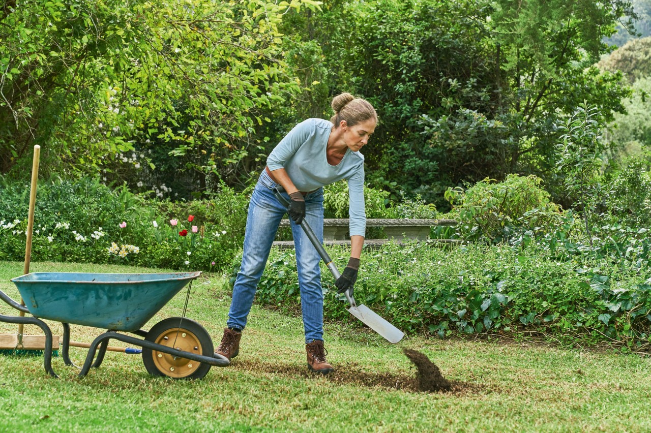 Pour niveler les surfaces irrégulières, une femme déverse la terre d’une brouette sur le terrain avec une pelle