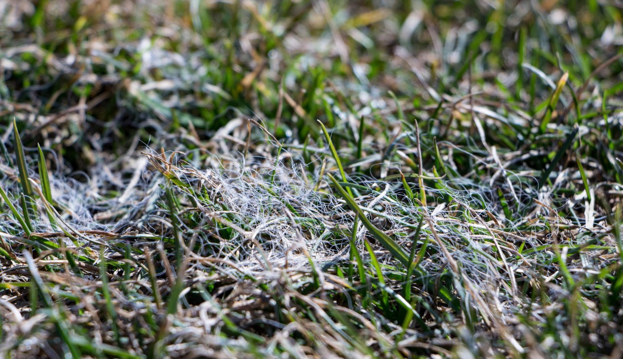 Gros plan sur une pelouse atteinte de moisissure des neiges