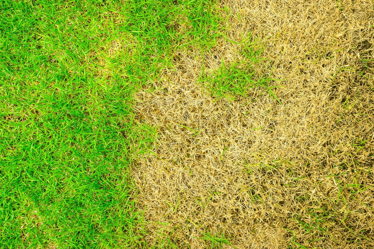 Aperçu d’une pelouse vert pâle due à un flétrissement