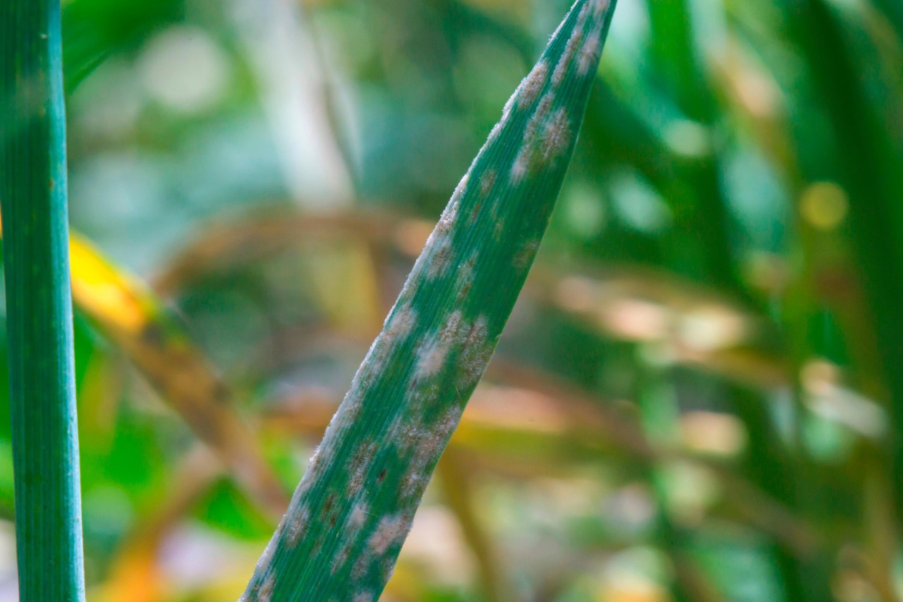 Gros plan d’un brin d’herbe avec des taches blanches et brunes dues à l’oïdium