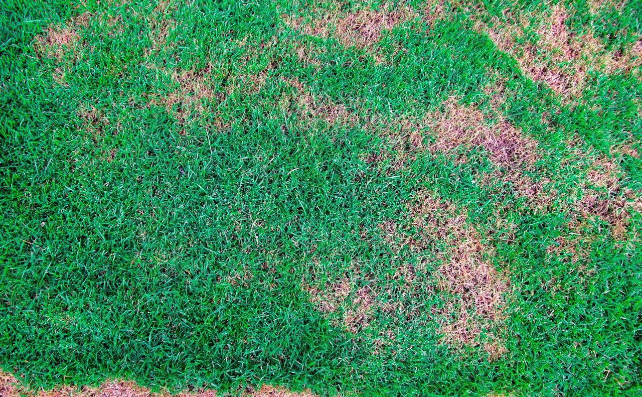 Aperçu d’une pelouse verte avec des taches brunes