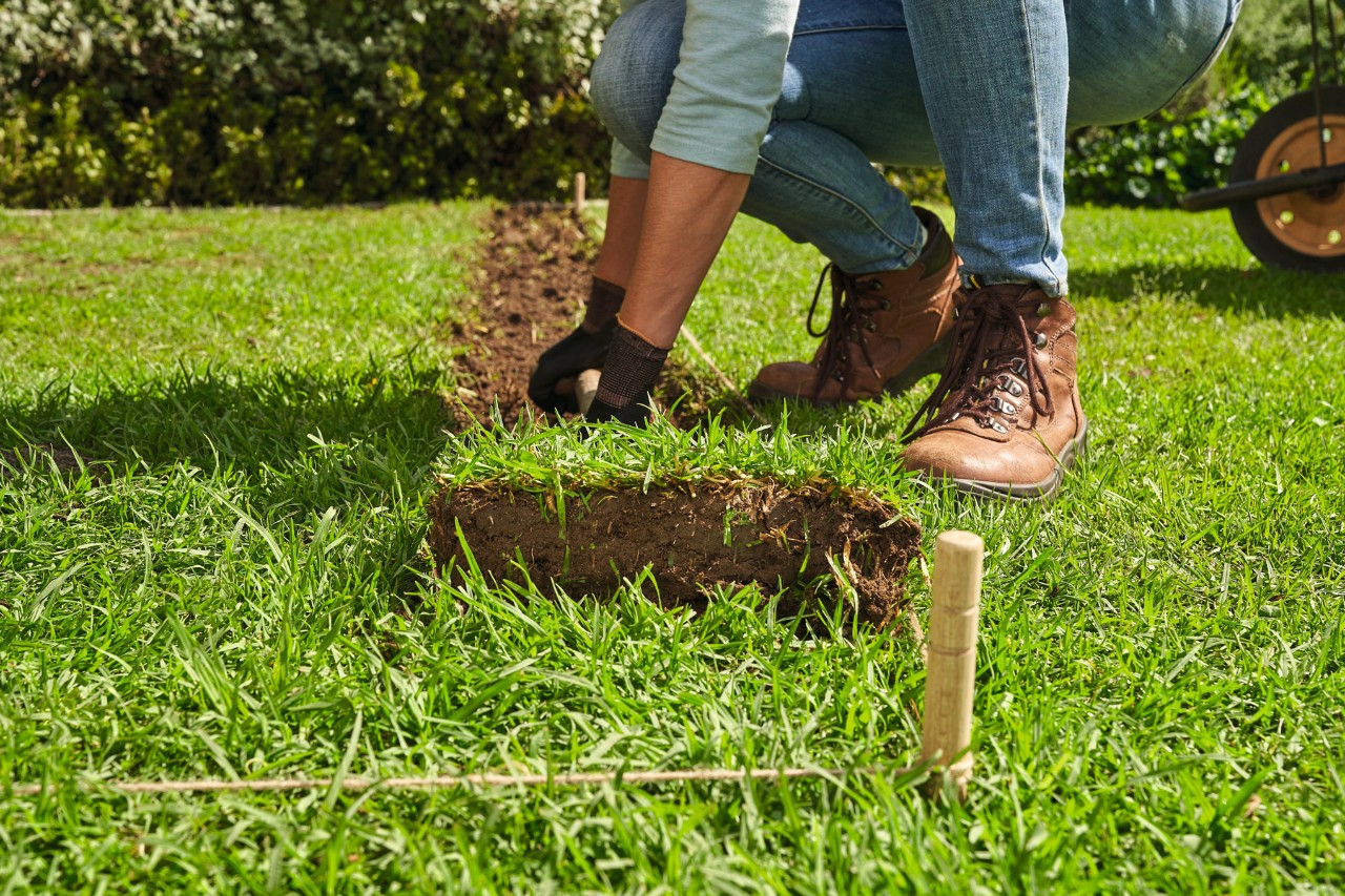 Les mauvaises herbes doivent être éliminées pour poser le gazon en rouleau 