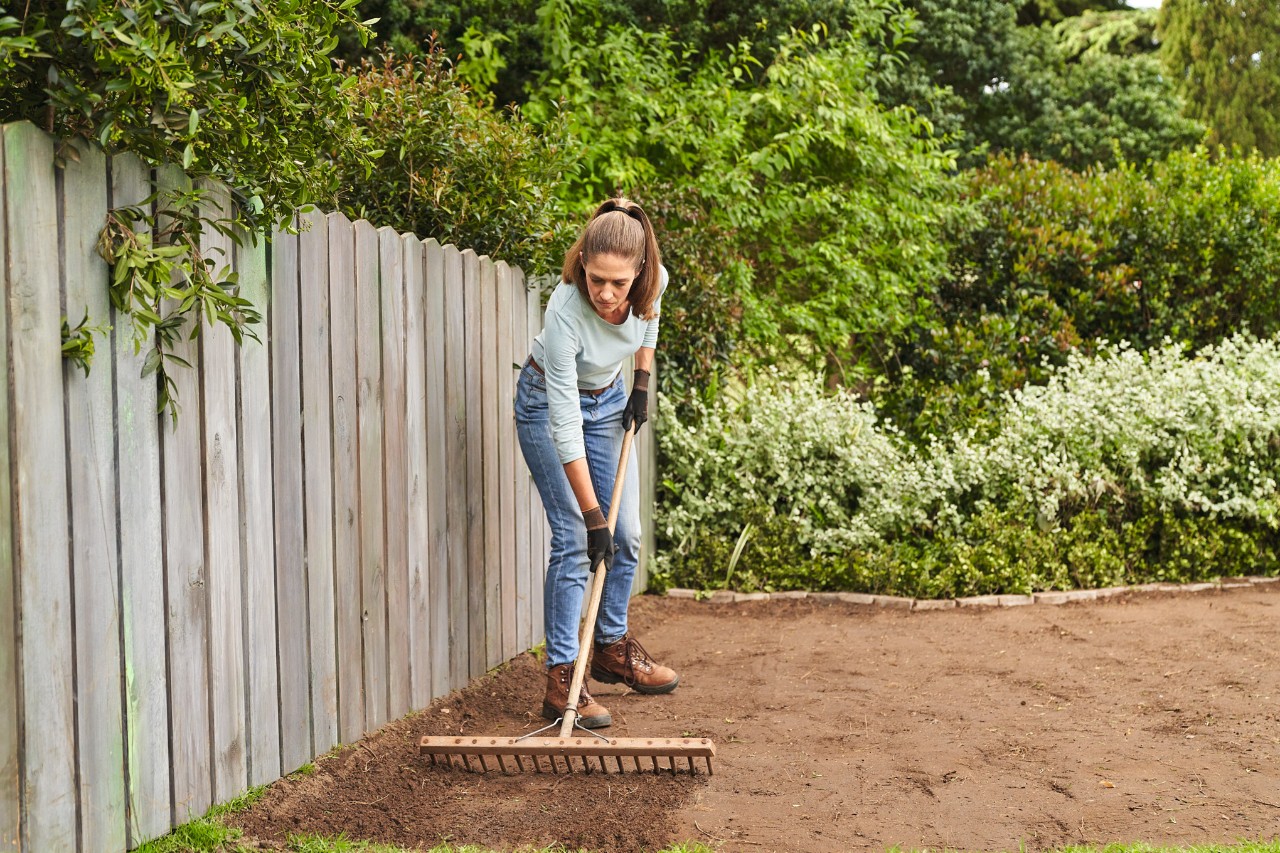 Pour poser du gazon en rouleau, une femme passe un râteau en bois pour rendre le sol rugueux 