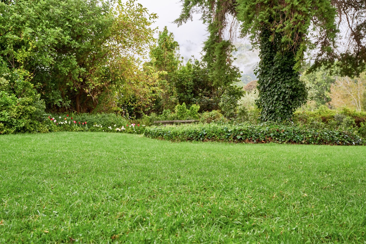 Un beau grand jardin avec une pelouse luxuriante bien entretenue