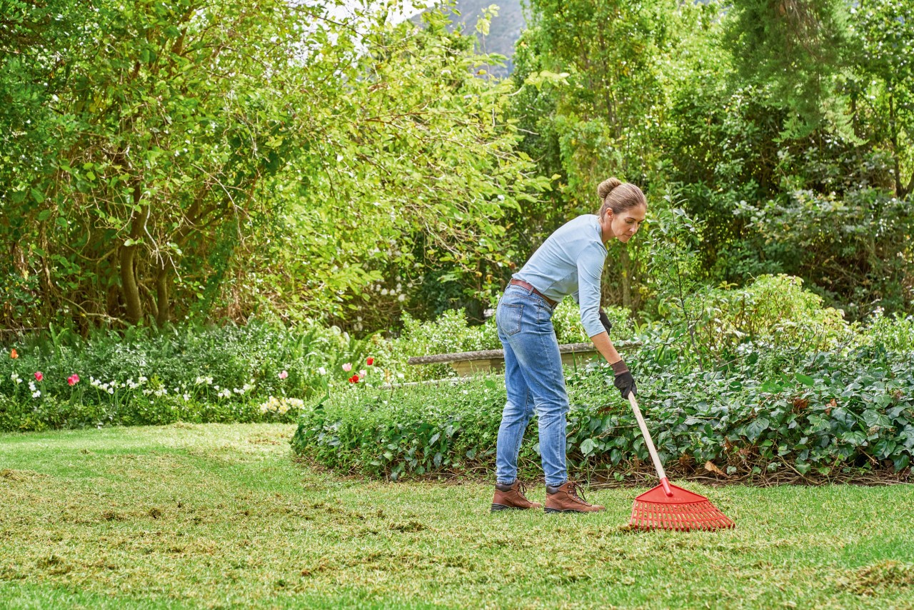 Femme ratissant les mauvaises herbes de sa pelouse pour la renouveler