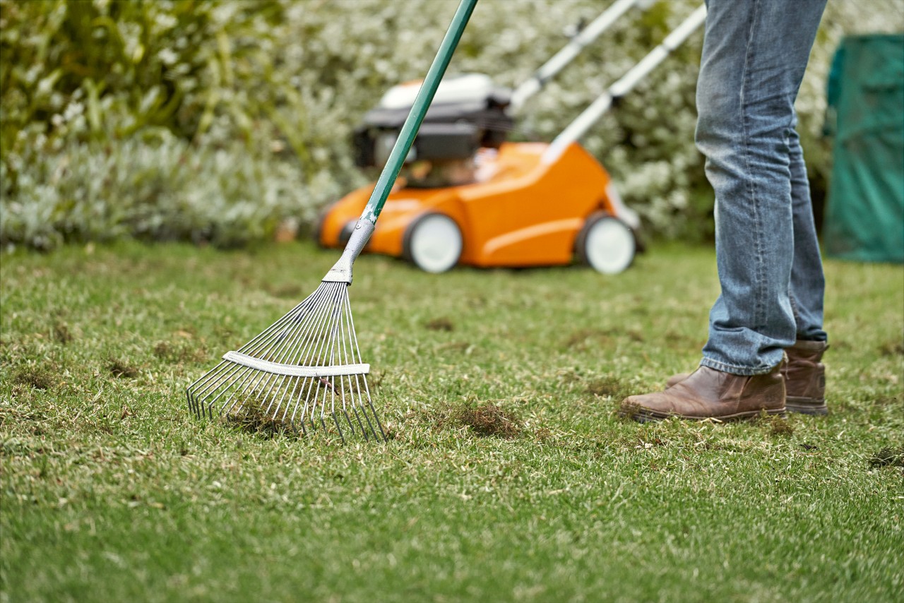 Ratissage du chaume de la surface d’une pelouse qui a été scarifiée, avec un scarificateur STIHL thermique RL 540