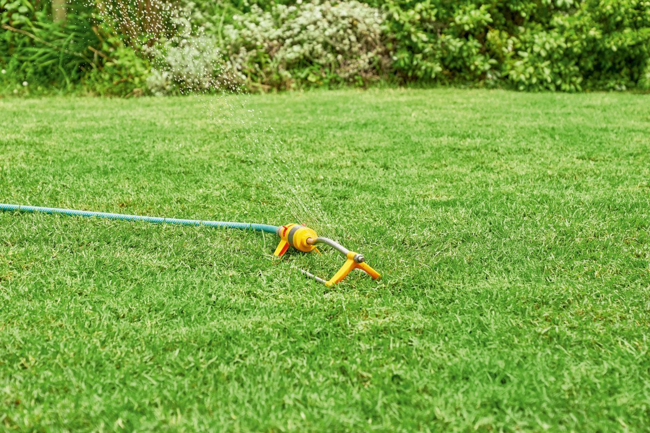 Dispositif d'arrosage arrosant une pelouse en été