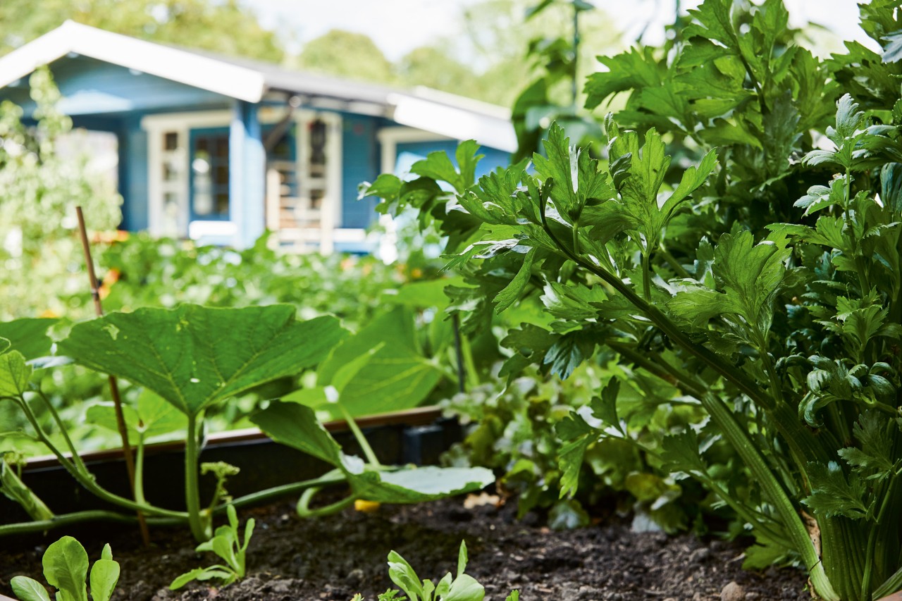 Gros plan sur du persil et d’autres plantes dans un potager