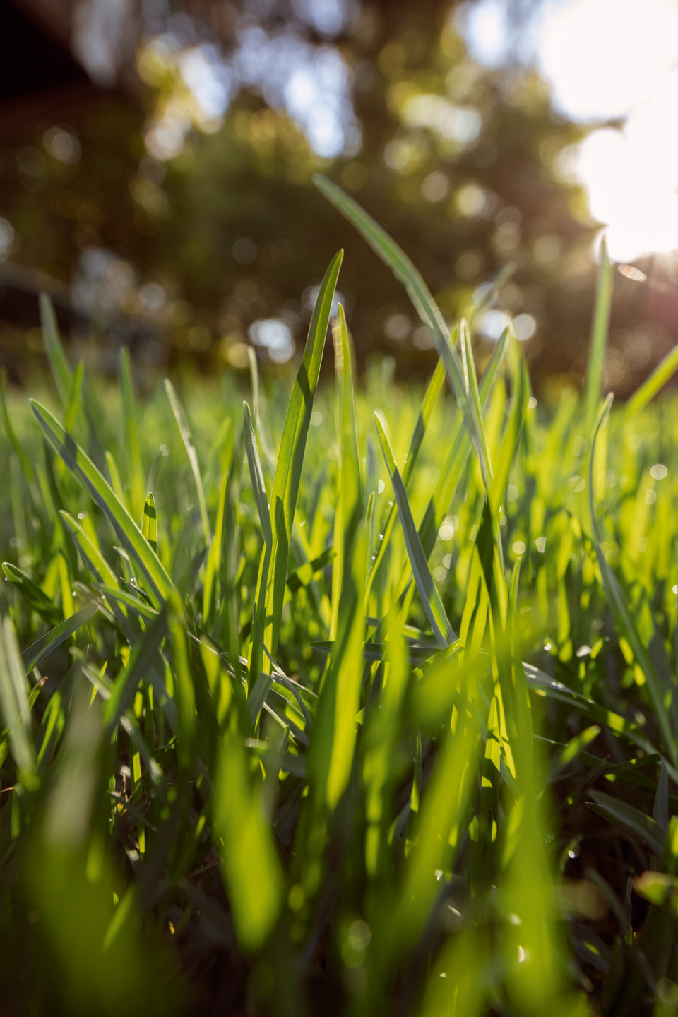 Gros plan de brins d’herbe en plein soleil