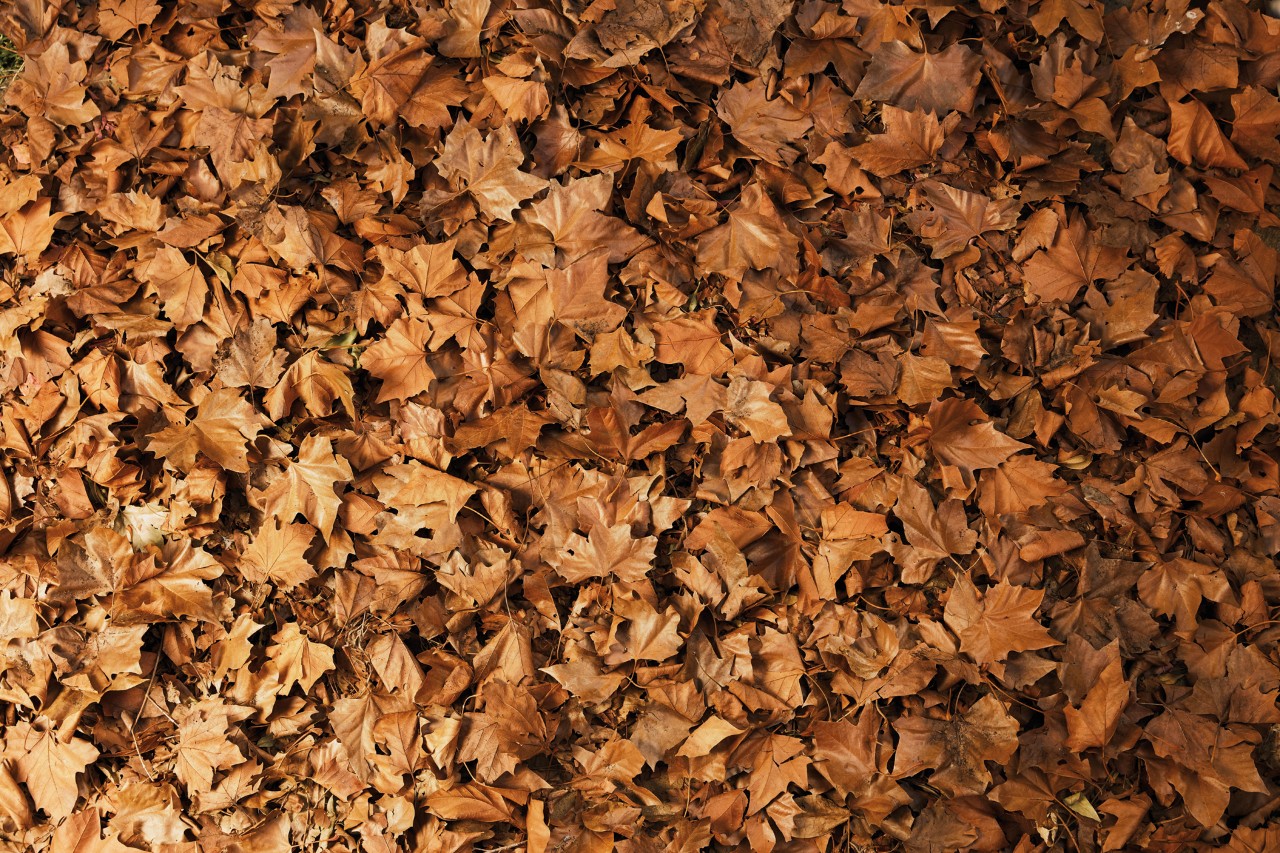 Gros plan sur des feuilles mortes rouges et marron