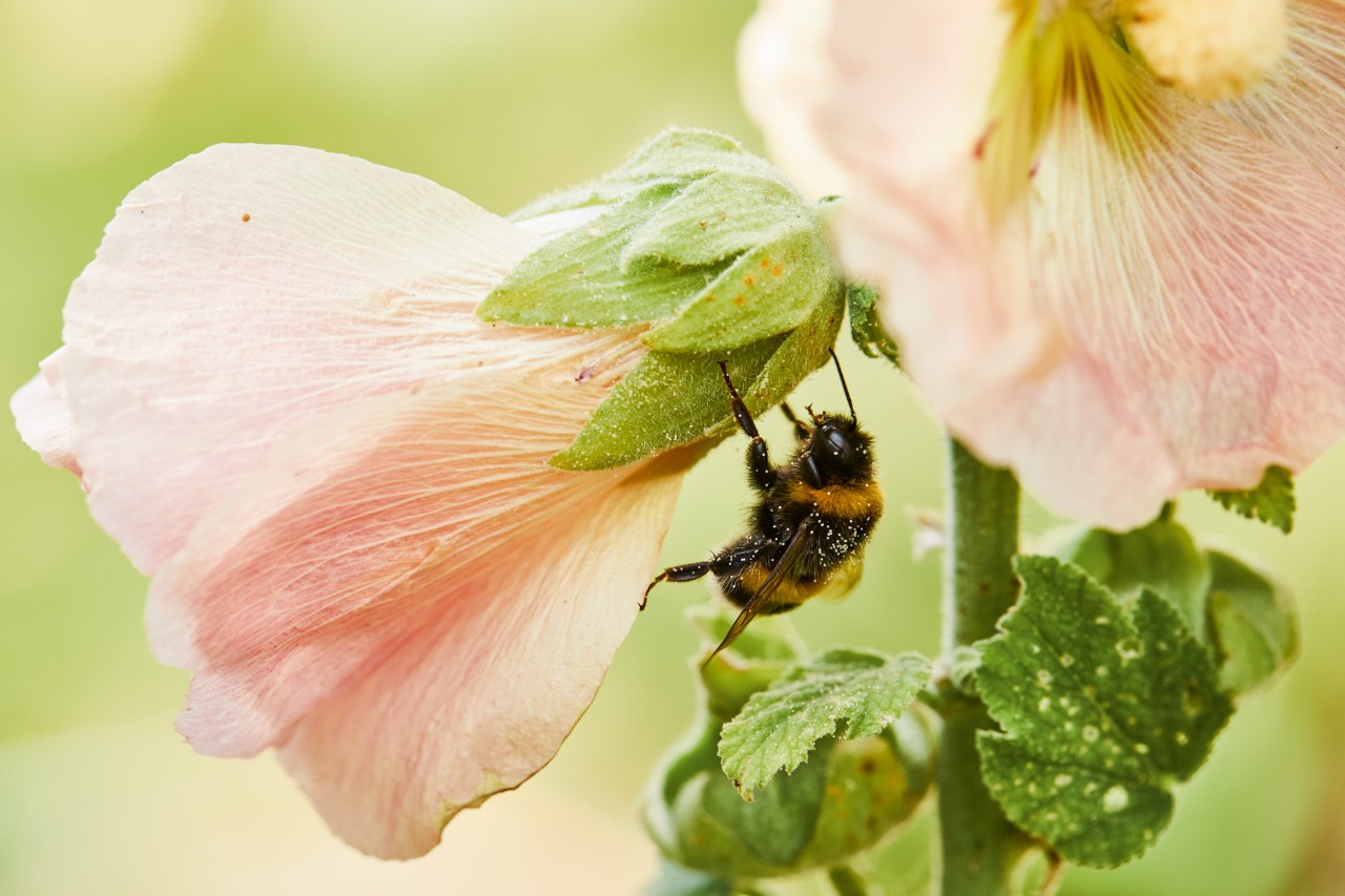 Une abeille sur une fleur dans un jardin respectueux de la faune