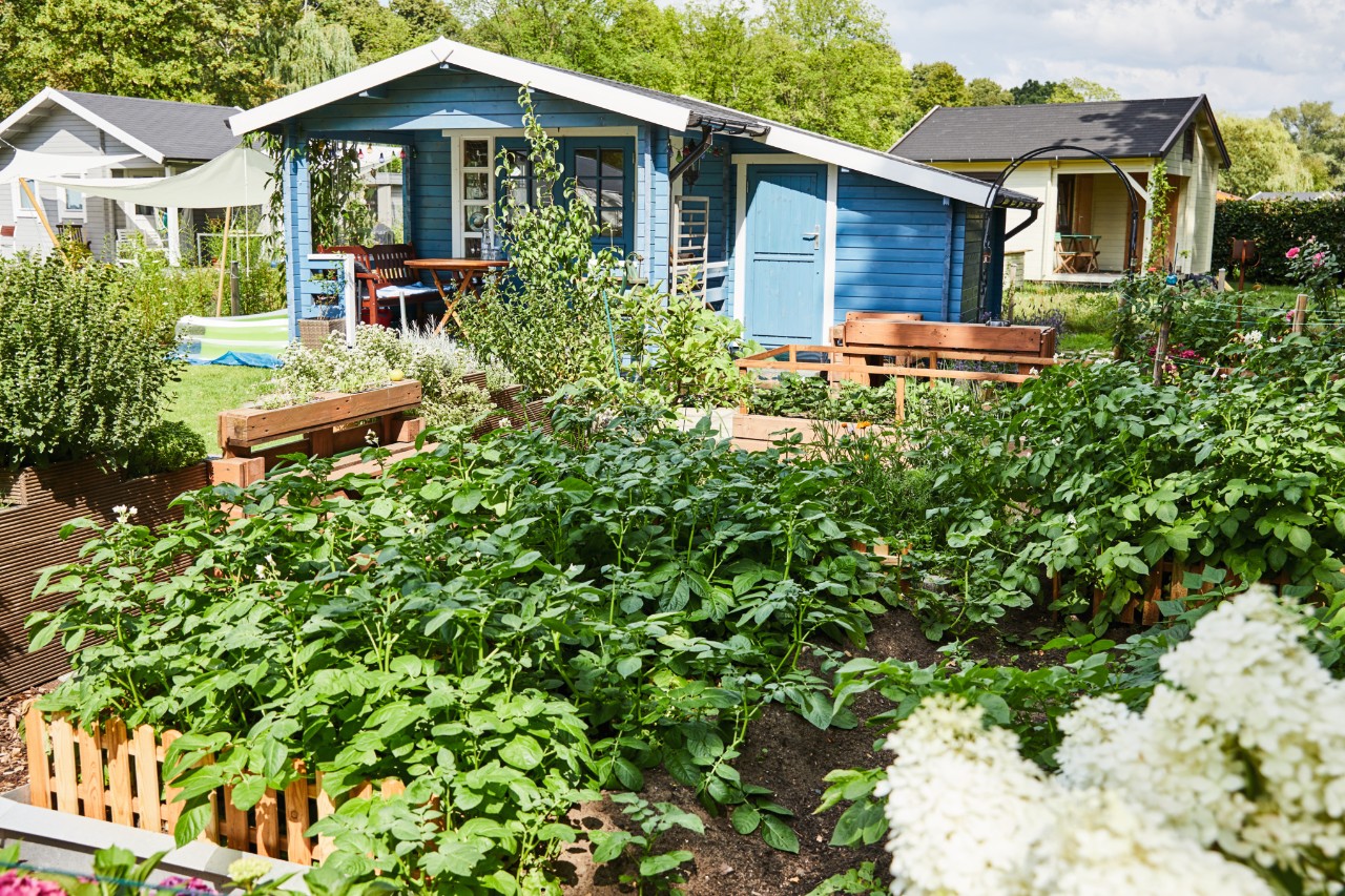 Un jardin autosuffisant avec des parterres et des arbustes, à l’arrière-plan une petite maison peinte en bleu 