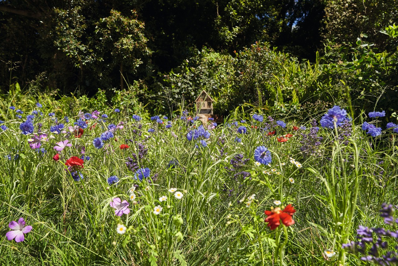 Prairie de fleurs sauvages avec des coquelicots et des bleuets, ainsi que des arbres en arrière-plan