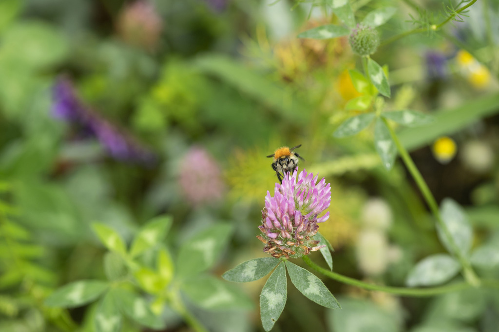 Gros plan d’une abeille sur un trèfle
