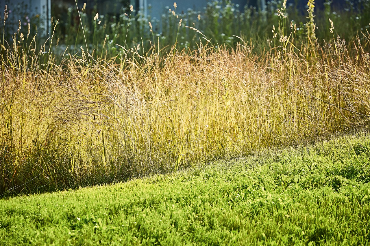 Herbes hautes dans un jardin
