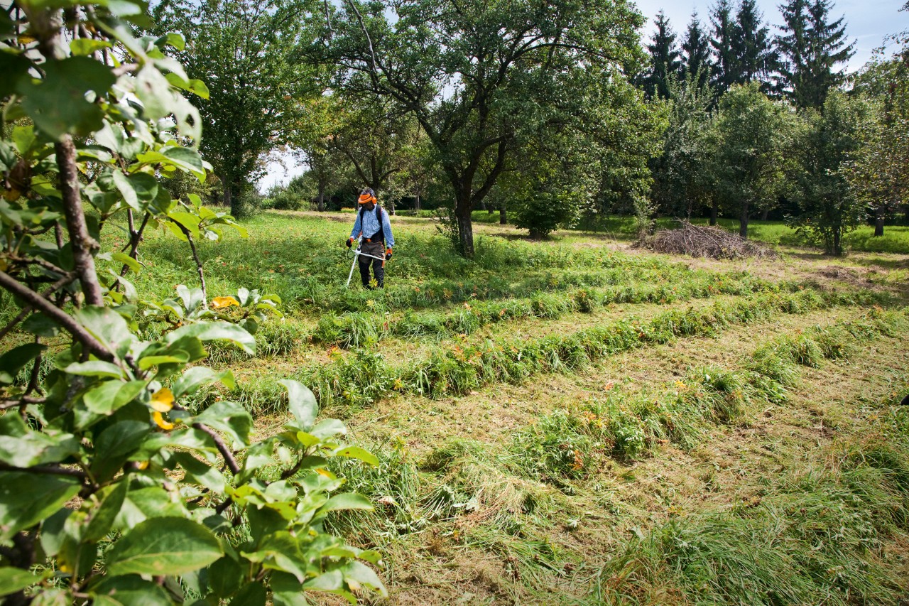 Un homme utilise la débroussailleuse thermique STIHL FS 240 pour couper l’herbe sur une pente, travaillant en bandes.
