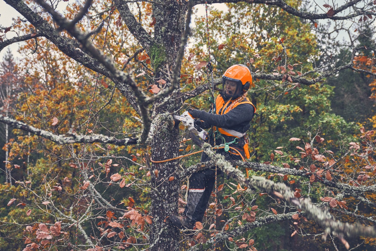 Viktoria Carstens scie une branche à la cime d’un arbre à l’aide d’une scie de jardin à batterie STIHL GTA 40