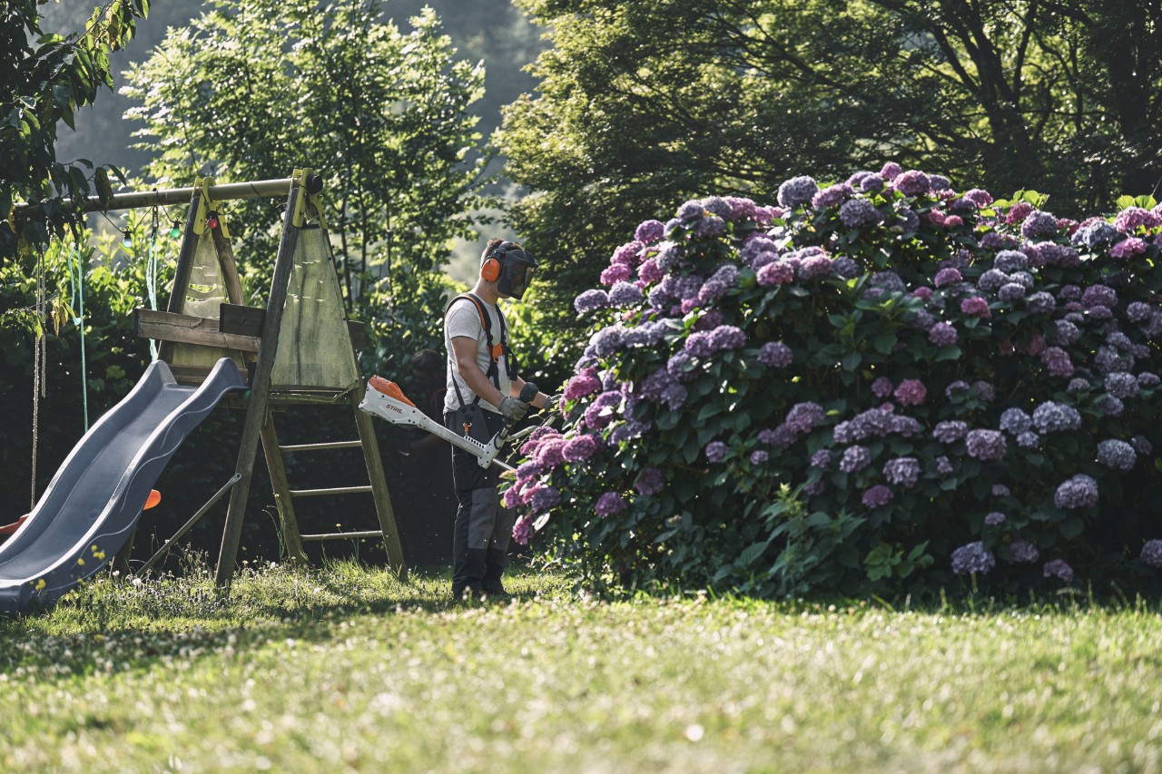 Homme portant des protections auditives et du visage debout devant un hortensia avec une débroussailleuse STIHL 