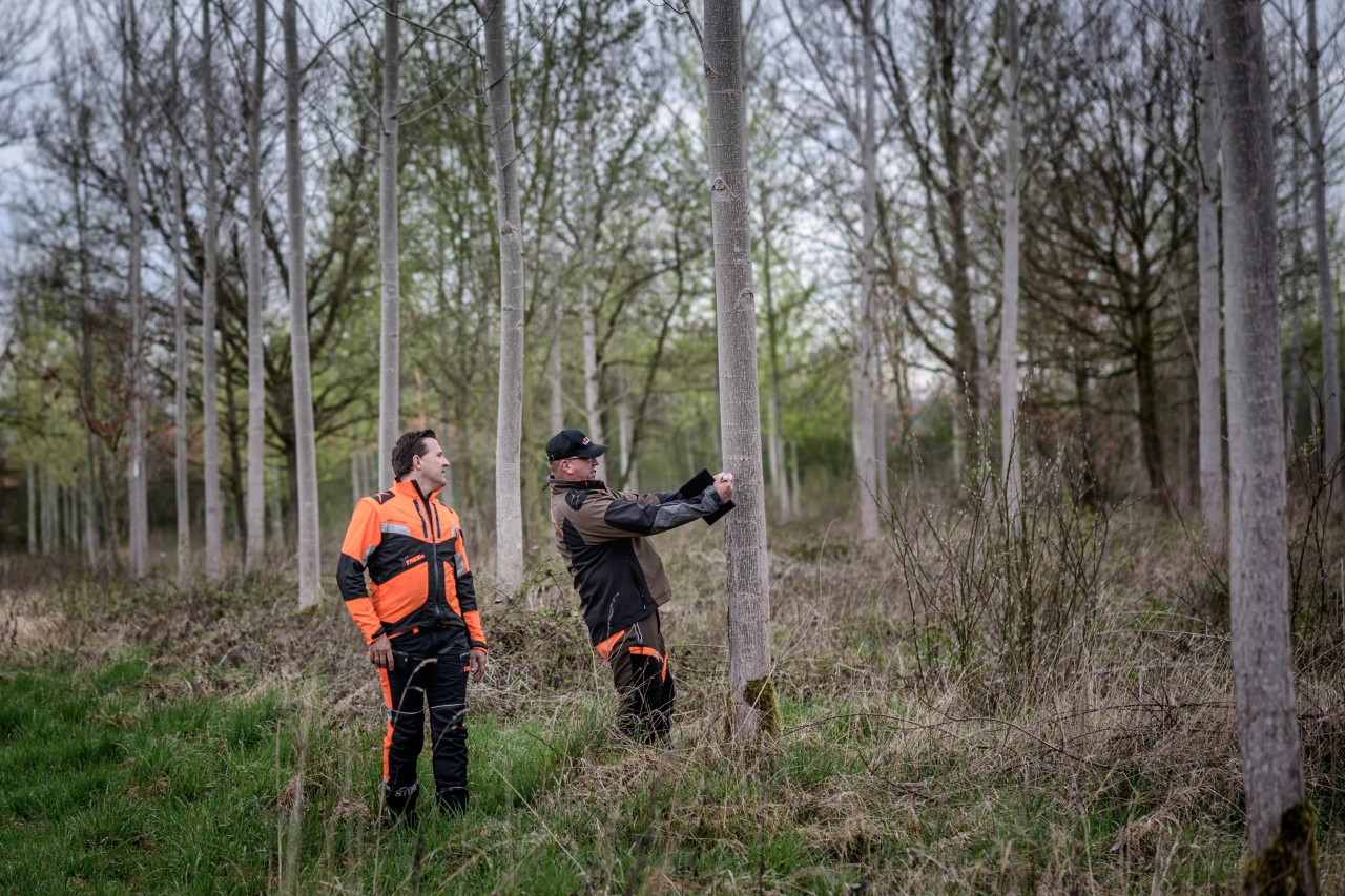 Inspection d’arbres