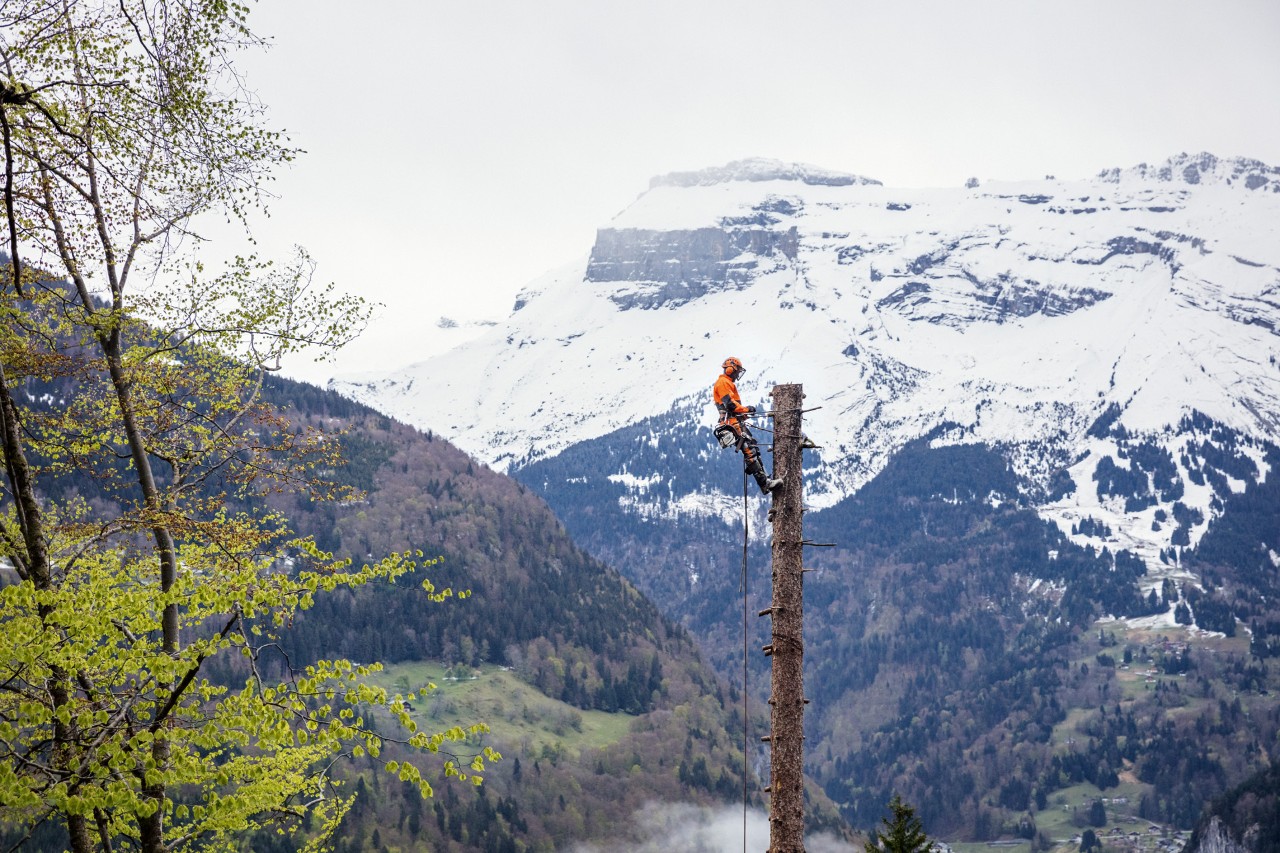 Dans un paysage de montagne et de forêt, un professionnel équipé de protections STIHL travaille en haut d’un arbre